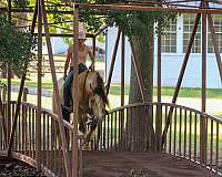 athletic-gypsy-vanner-horse