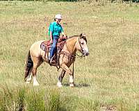 beginner-gypsy-vanner-horse