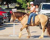 calf-roping-gypsy-vanner-horse