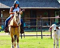 experienced-gypsy-vanner-horse