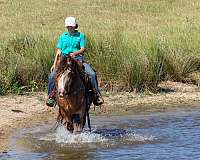 flashy-gypsy-vanner-horse