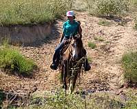 husband-safe-gypsy-vanner-horse