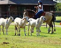 parade-gypsy-vanner-horse