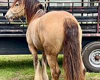 playday-gypsy-vanner-horse