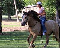 ranch-gypsy-vanner-horse
