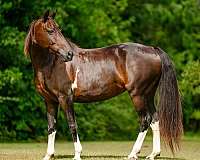bay-athletic-horse