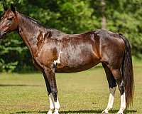 bay-beginner-horse