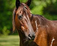 bay-endurance-horse