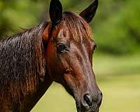 bay-experienced-horse