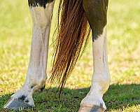 bay-flashy-horse