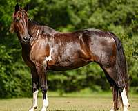 bay-gaited-horse