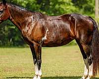 bay-husband-safe-horse