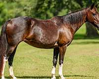 bay-kid-safe-horse