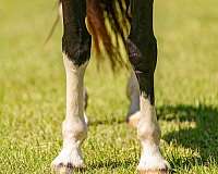 bay-pack-horse