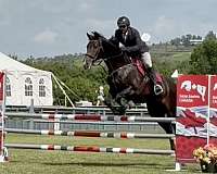 17-hand-canadian-gelding