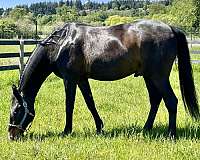 dressage-canadian-horse