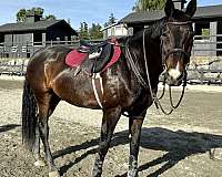 jumper-canadian-horse