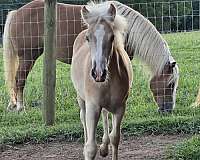 haflinger-horse-for-sale