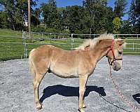 haflinger-weanling