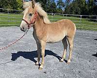 haflinger-gelding