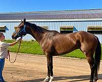 all-around-thoroughbred-horse