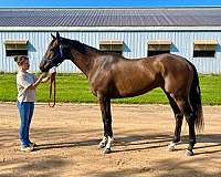 beginner-thoroughbred-horse