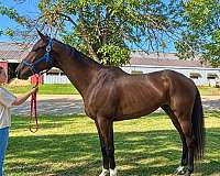 dressage-thoroughbred-horse
