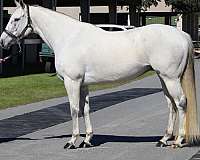 roan-patch-on-face-horse