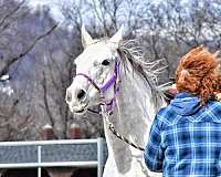 white-roan-patch-on-face-horse