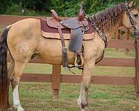 all-around-quarter-horse