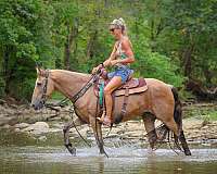 athletic-quarter-horse