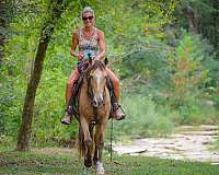 beginner-quarter-horse