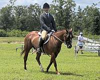 been-there-done-that-quarter-pony