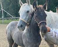 classic-blue-roan-quarter-horse