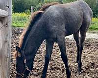 smart-peppy-lena-quarter-horse