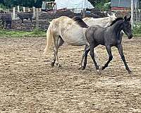 smart-peppy-lena-horse