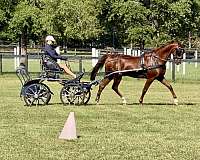 driving-saddlebred-horse