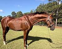 chestnut-saddlebred-gelding