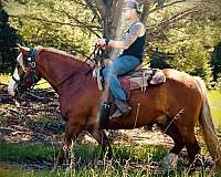 percheron-gelding