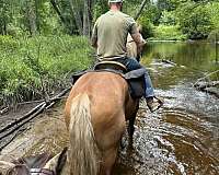percheron-horse-for-sale