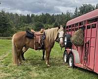 percheron-horse