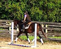 ottbs-for-sale-thoroughbred-horse