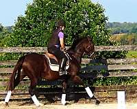 eventing-horses-for-sale-thoroughbred