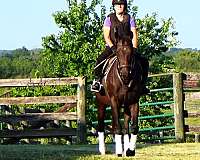 athletic-thoroughbred-horse
