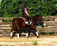 broodmare-thoroughbred-horse