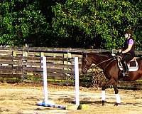 drill-team-thoroughbred-horse