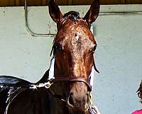 endurance-thoroughbred-horse