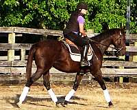 equitation-thoroughbred-horse