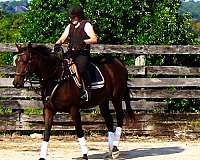 eventer-thoroughbred-horse