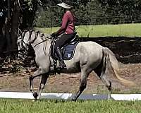 all-around-andalusian-horse